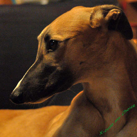 files/_uploads/katatjuta/meine hunde/Choice/6337[1].jpg